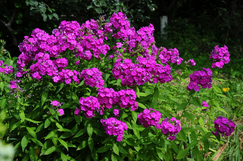 Garden yard