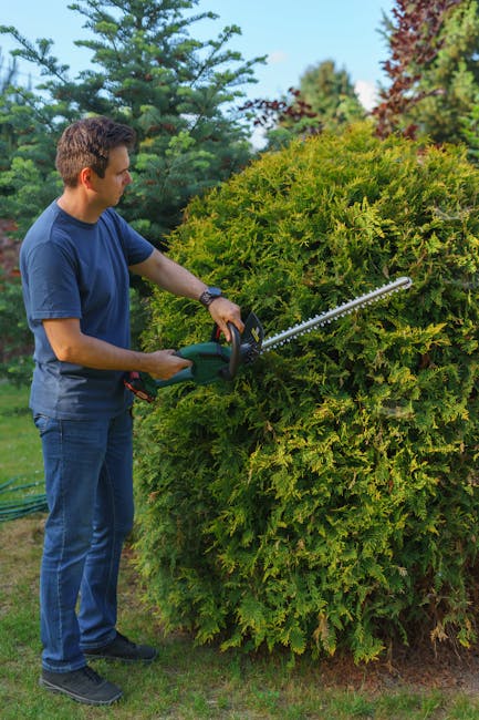 A young man wearing a blue t-shirt and jeans is trimming a large, dense, green hedge with electric hedge shears, standing in a well-maintained garden. The hedge has a rounded, bushy shape with a mixture of light and dark green foliage, and the trimming process results in fresh, trimmed edges. The background features tall, mature trees with green, red, and purple leaves, and a bright blue sky indicating clear weather. The garden layout includes a neatly mown lawn, garden beds, and pathways, demonstrating professional garden maintenance practices. The scene reflects meticulous hedge trimming as part of outdoor landscaping services offered by Gardeners Westminster, with the focus on lawn care and garden tidiness.