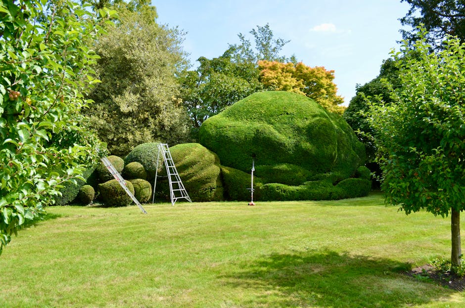 A well-maintained garden scene featuring a lush, green lawn bordered by neatly trimmed bushes and trees. In the background, there are large, sculpted topiary bushes, including a prominent rounded hedge and several smaller, spherical shrubs. Two ladders and a garden tool stand on the grass, indicating ongoing hedge trimming and landscape maintenance. The area is bathed in natural sunlight with a clear blue sky overhead, and the surrounding trees display a variety of green and autumnal orange foliage. The scene exemplifies professional gardening and lawn care, with Gardeners Westminster likely conducting same-day hedge and lawn rescue services in a peaceful outdoor setting.