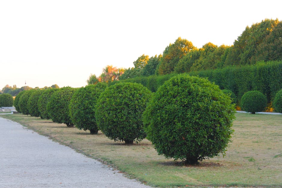 A young man wearing a blue t-shirt and jeans is trimming a large, dense, green hedge with electric hedge shears, standing in a well-maintained garden. The hedge has a rounded, bushy shape with a mixture of light and dark green foliage, and the trimming process results in fresh, trimmed edges. The background features tall, mature trees with green, red, and purple leaves, and a bright blue sky indicating clear weather. The garden layout includes a neatly mown lawn, garden beds, and pathways, demonstrating professional garden maintenance practices. The scene reflects meticulous hedge trimming as part of outdoor landscaping services offered by Gardeners Westminster, with the focus on lawn care and garden tidiness.